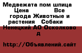 Медвежата пом шпица › Цена ­ 40 000 - Все города Животные и растения » Собаки   . Ненецкий АО,Осколково д.